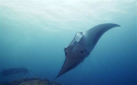 Papel De Parede Gato Mar Peixe Embaixo Da Agua Stingray Oceano