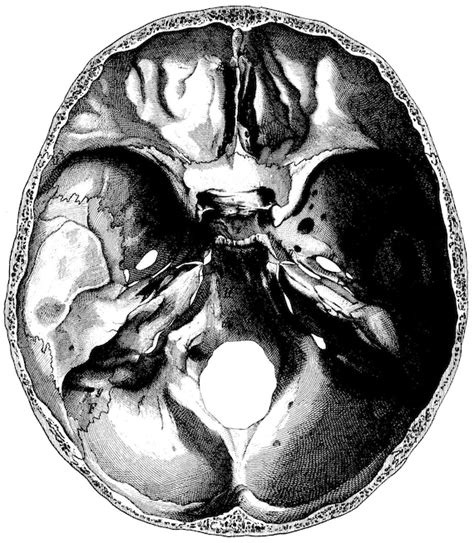 Items similar to Real skull, Human Anatomy, the human skull, Old ...