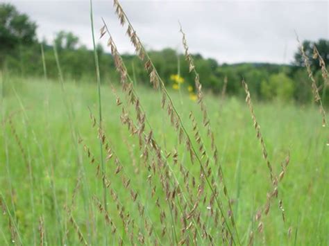 Seeds Bouteloua Curtipendula Side Oats Grama Warm Season Grass Prairie Garden Moon Nursery