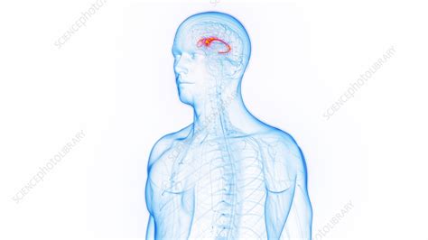 Caudate nucleus, illustration - Stock Image - F038/0671 - Science Photo ...