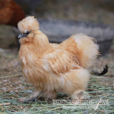 Murray Mcmurray Hatchery Buff Silkie Bantams