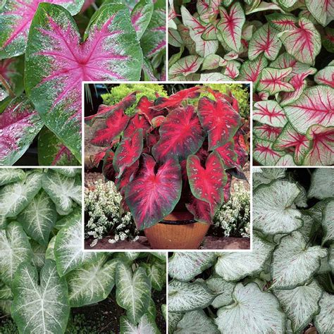 Caladium Bulbs Sun Tolerant Collection Spring Flower Bulbs Eden