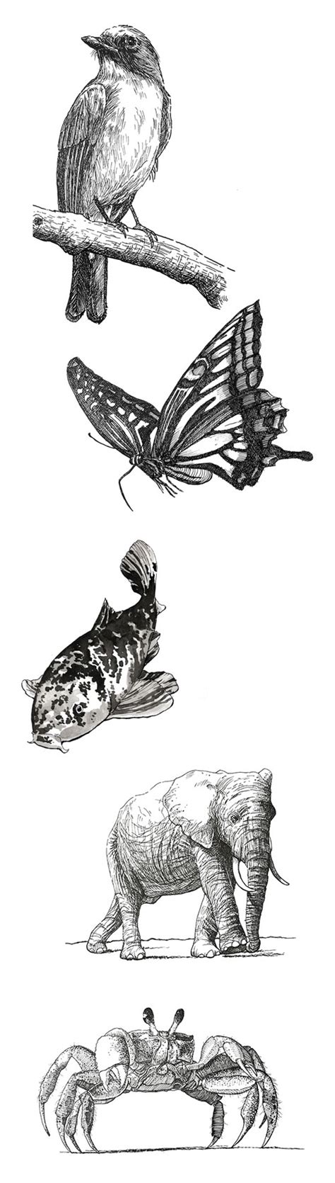 Subjects with Pen and Ink – Animals