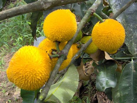 Madrono Fruit Live Plant (Garcinia Madruno)