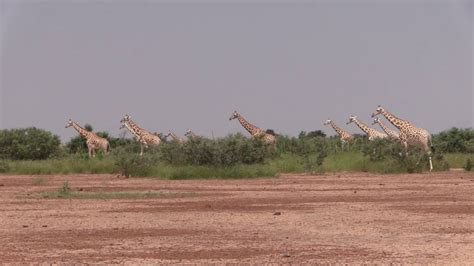 Niger Les Derni Res Girafes De Lafrique De Louest Studio Kalangou