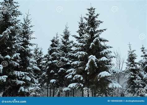 Snow Covered Spruce Tree Forest Stock Photo - Image of snowy, needle ...