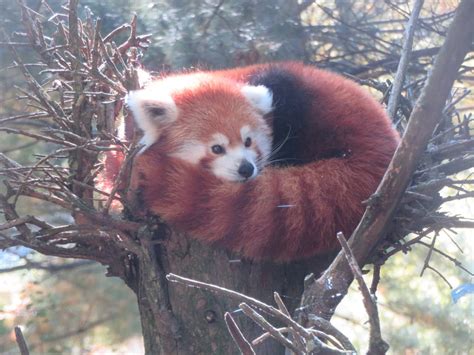 Western/Himalayan Red Panda by Sabreleopard on DeviantArt