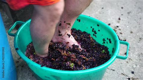 Grape Treading Or Grape Stomping In Traditional Winemaking Senior