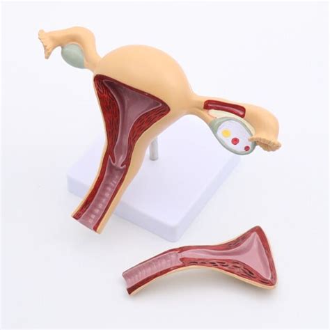 Female Genital Anatomy Model Uterus Ovary Genitourinary School Teaching