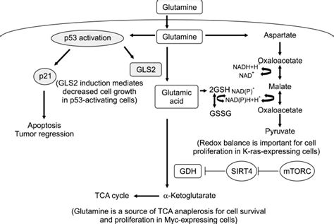 Oncogenes And Tumor Suppressors Regulate Glutamine Metabolism In Cancer