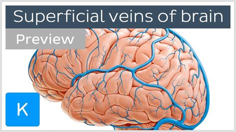 Veins Of Brain Diagram