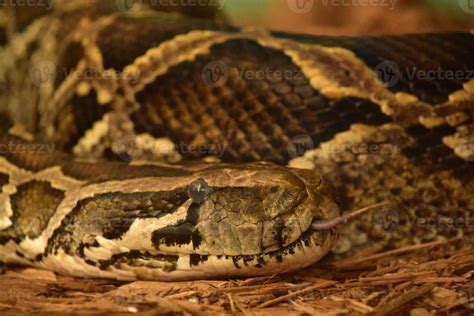 Close Up of a Burmese Python Sticking Out Its Tongue 10900966 Stock ...