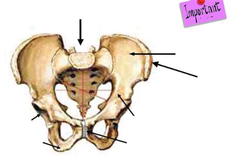 Diagramme de 2 4 Schéma de la ceinture pelvienne bassin osseux Quizlet