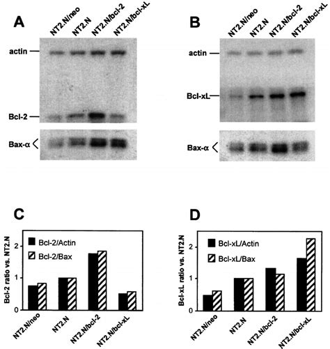 Stable Expression Of Bcl 2 And Bcl XL Proteins In NT2 N Cell Lines