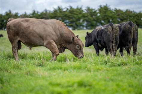 Primer Plano De Stud Beef Toros Y Vacas Pastando En La Hierba En Un