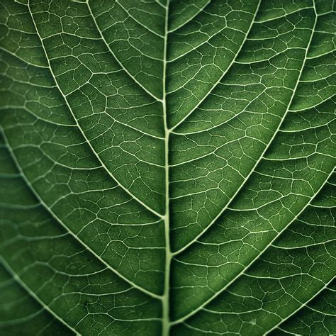 42 Leaf Patterns ideas | plants, planting flowers, house plants