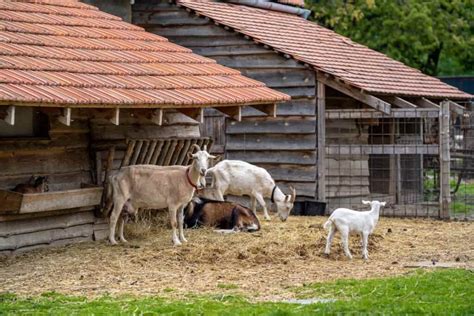 A Guide to Small-Scale Rural Goat Farming: Tips, Tricks, and Best Practices