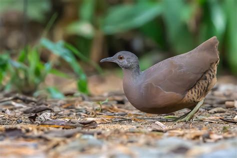 Foto Inhambugua U Crypturellus Obsoletus Por Jarbas Mattos Wiki