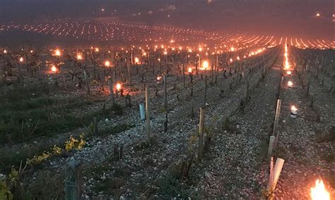 Frost Strikes France Again Savaging Bordeaux Vines