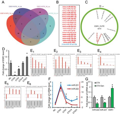 IJMS Free Full Text Genistein Promotes Skeletal Muscle Regeneration