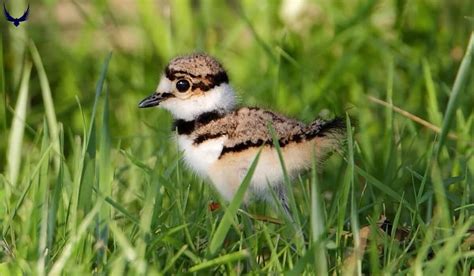 18 Most Common Birds of Michigan: Raptors to Songbirds