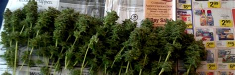 Harvesting Outdoor Marijuana Plants – Marijuana News Online Magazine