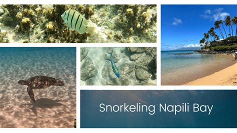 Snorkeling at Napili Bay | Boss Frog's Hawaii