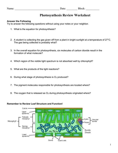 Photosynthesis Practice Worksheet