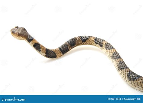 Crawling snake stock photo. Image of constrictor, doctor - 20311940