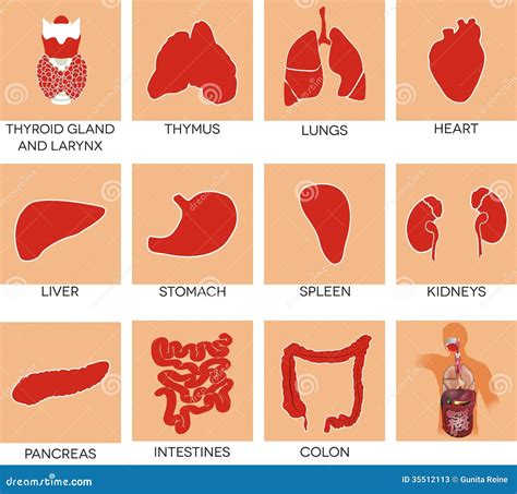 Menselijke Organen Vector Illustratie Illustration Of Hartslag 35512113