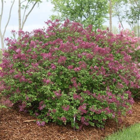 Syringa Bloomerang Dark Purple Jackson Perkins