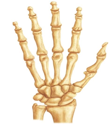 Wrist And Hand Skeletal Anatomy Diagram Quizlet