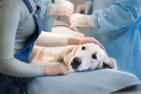 CÂNCER DE FÍGADO em CACHORROS Sintomas causas e tratamento