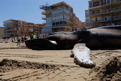 西班牙海滩发现一头死亡鲸鱼尸体：30吨重14米长 搜狐大视野 搜狐新闻