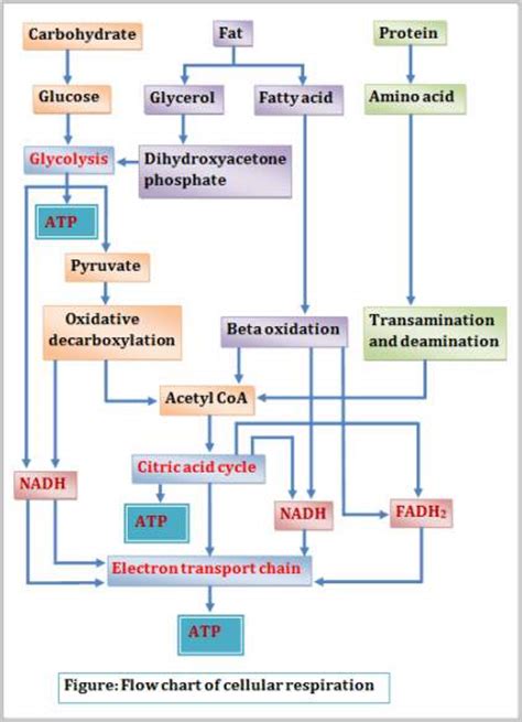 Stages Of Cellular Respiration Chart Ponasa