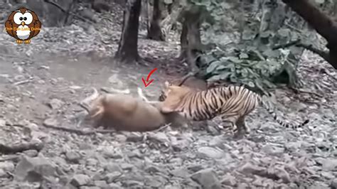 Aksi Seekor Harimau Berburu Seekor Rusa Terekam Kamera Youtube