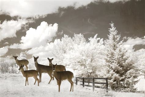 Deer Nature Winter Surreal Nature Deer Winter Snow Landscape