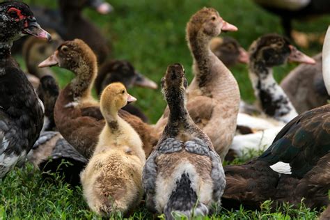 Its Been Ages When Do Ducks Start Laying Eggs Outdoor Happens