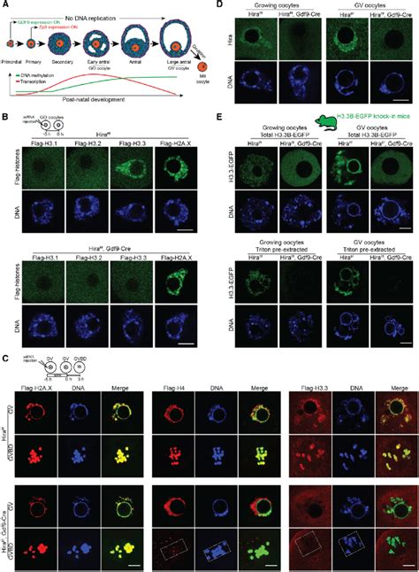 Incorporation Of H In Developing Oocytes Is Driven By Hira A