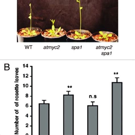 Flowering Phenotype Of Atmyc2 Spa1 Double Mutants A Adult Phenotype