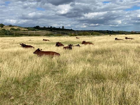 Introduction of grazing animals - Wild Ken Hill