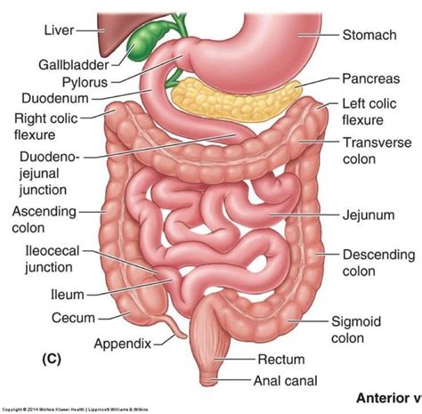 Digestive System Labeling Quizlet Cellarmoms