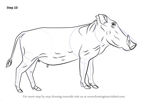 Learn How To Draw A Warthog Wild Animals Step By Step Drawing Tutorials