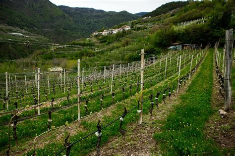 Landscape of Vineyard in Italy. Spring Landscape with Green Vineyards. Italian Landscape with ...