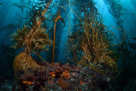 repairing  kelp forests  species conservation marine species
