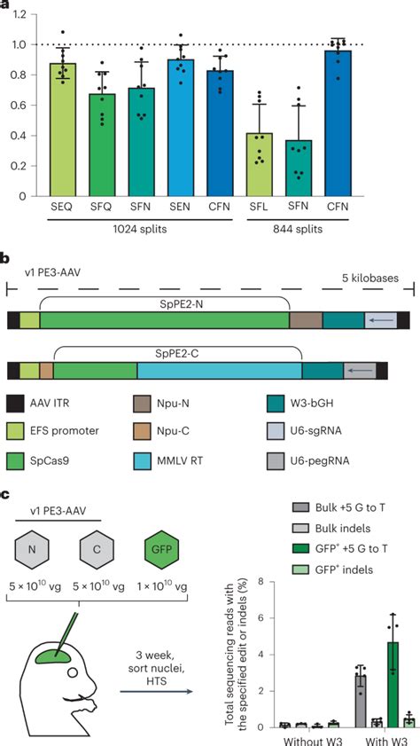 Efficient Prime Editing In Mouse Brain Liver And Heart With Dual Aavs