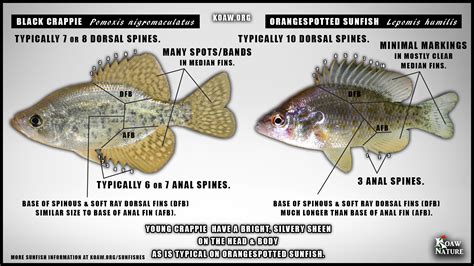 Orangespotted Sunfish Lepomis Humilis Koaw Nature