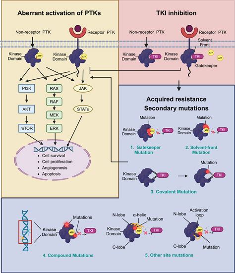 mechanisms  resistance  tyrosine kinase inhibitortargeted therapy