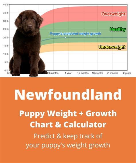 Newfoundland Weight+Growth Chart 2024 - How Heavy Will My Newfoundland ...