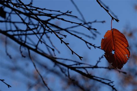 Fondos De Pantalla Luz De Sol Naturaleza Nieve Invierno Rama